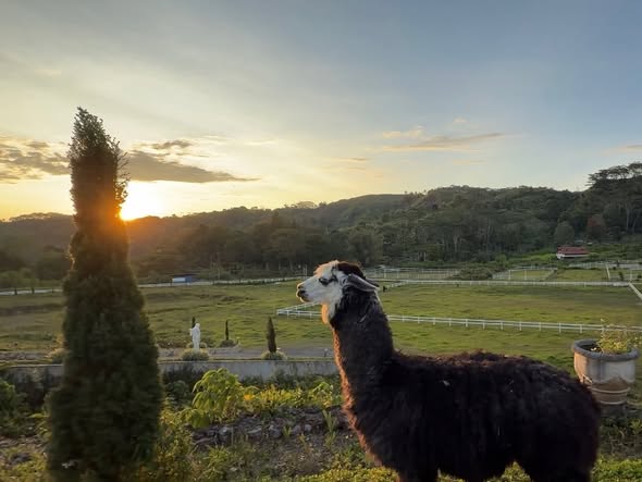 An alpaca standing among cypress at first light
