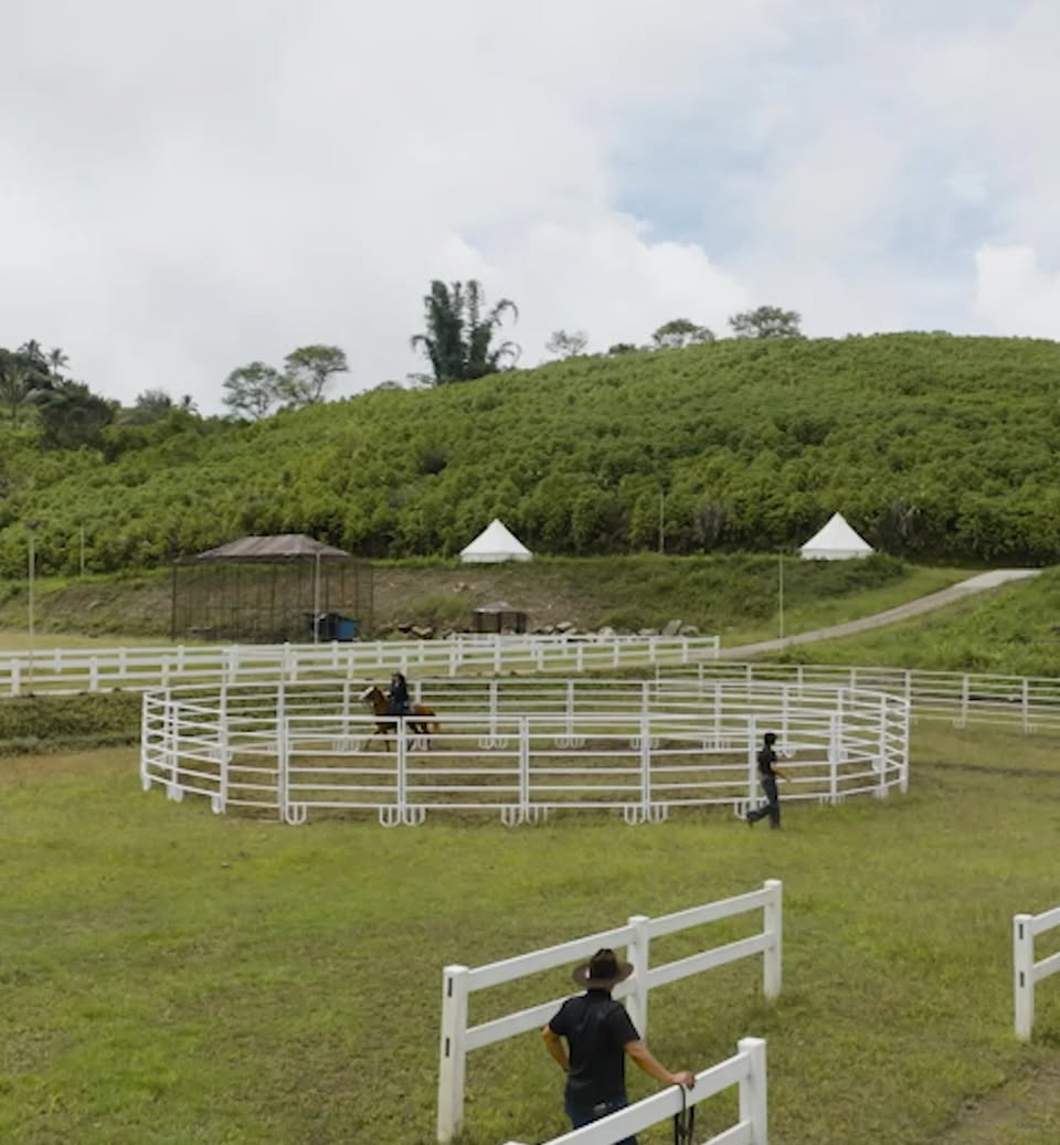 The round pen and paddocks seen from above, backed by forest