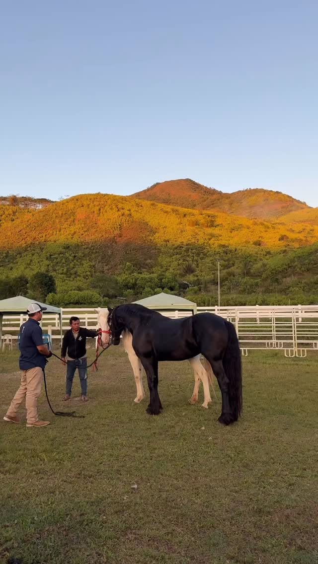 A dark horse worked in the sand arena as the far ridge turns gold