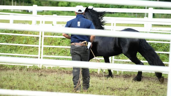 A handler leading the black Friesian at a trot along the fence line