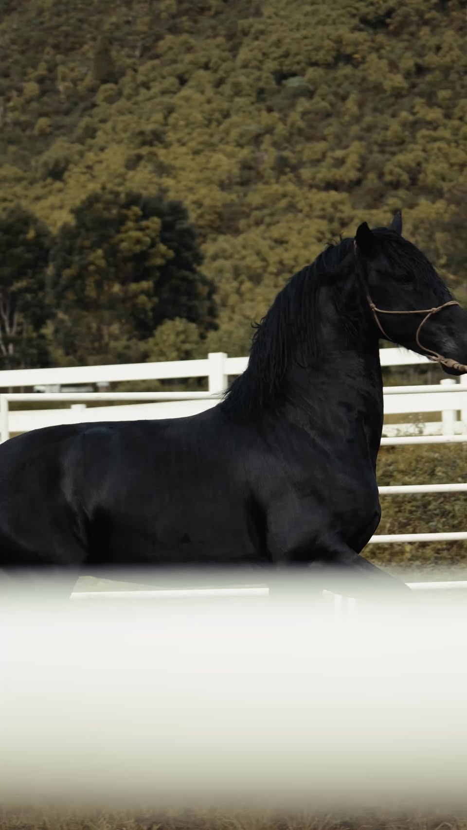 A black Friesian stallion standing alert against the white rail fence