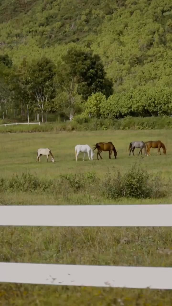 The herd grazing across open pasture at the treeline