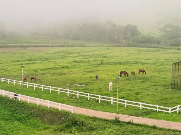 Mist lying over the paddocks at SFJ Stables, horses grazing beyond a white rail fence
