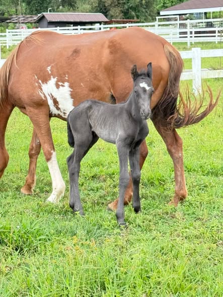 A chestnut mare and her grey foal in the pasture